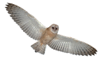 barn owl